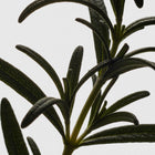 ROOT Fortifying Shampoo Sulfate-Free - Шампунь для укрепления тонких и ослабленных волос